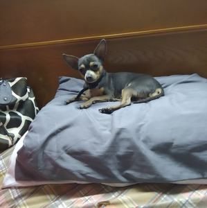 Meet your Posher, Diana